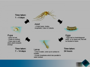 Siklus Perkembangan Nyamuk Aedes Aegypti